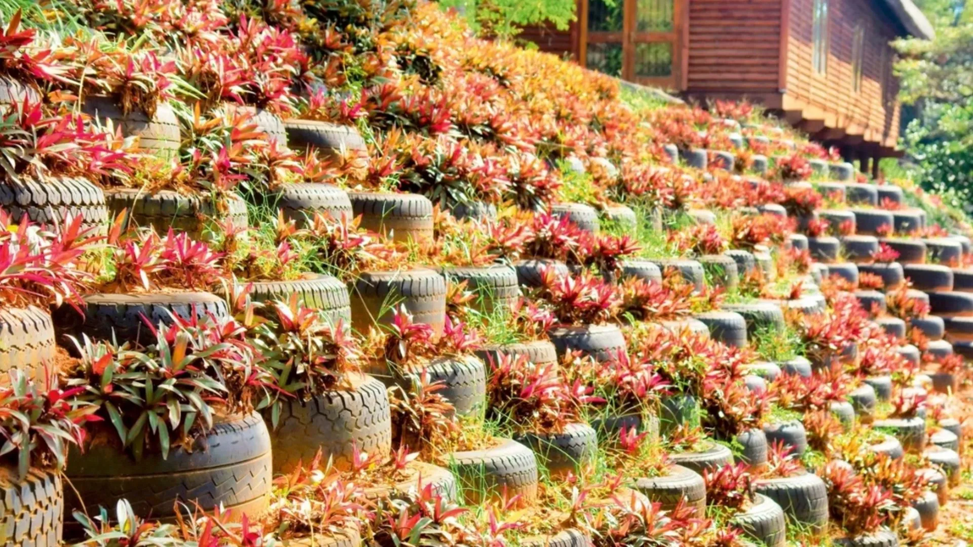 trang trí lốp xe trồng hoa ảnh 13 trang trí vườn cây bằng lốp